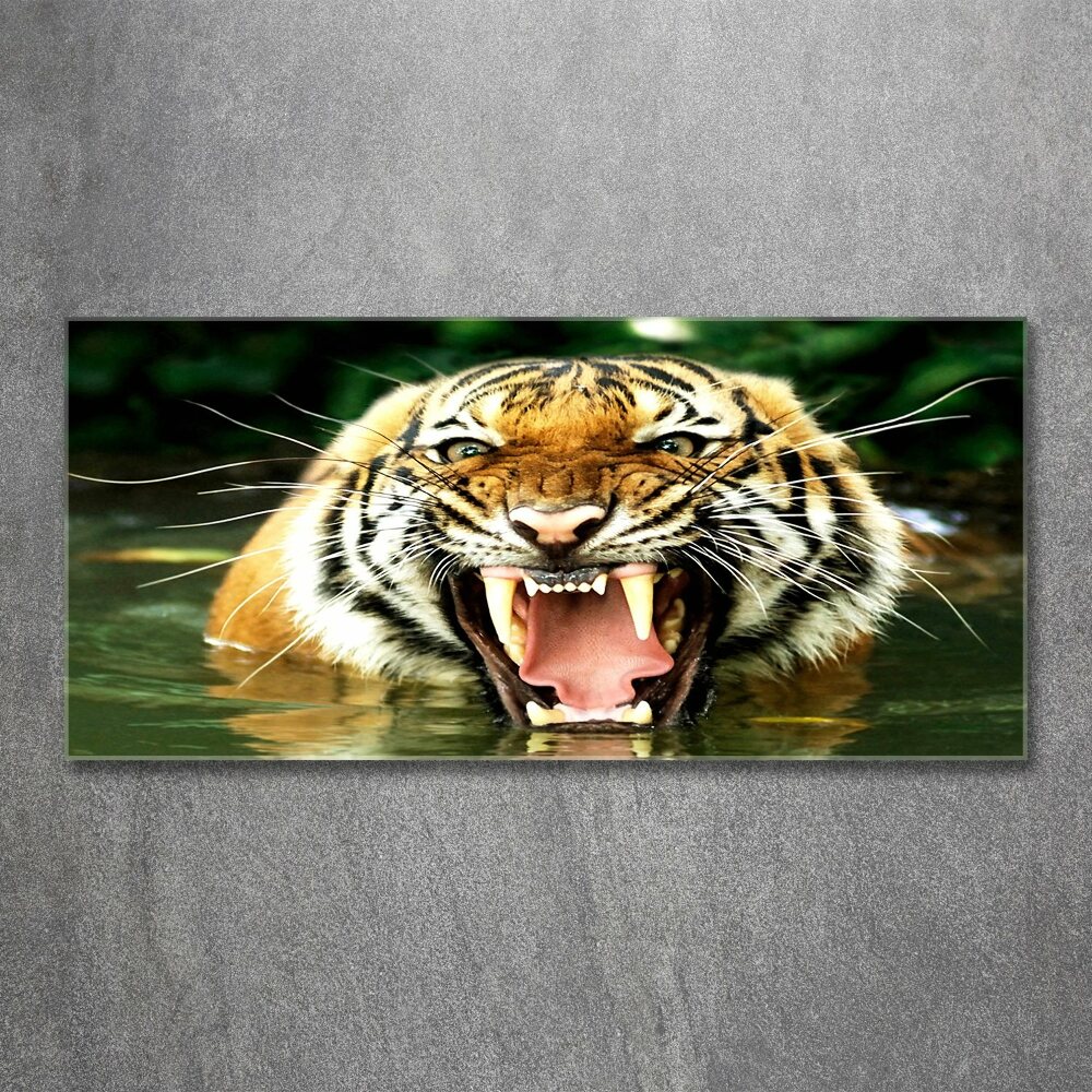 Tableau verre acrylique Tigre rugissant