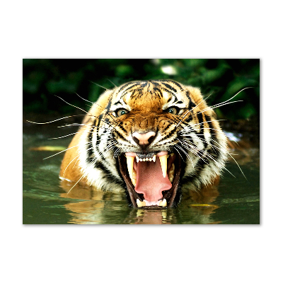 Tableau verre acrylique Tigre rugissant