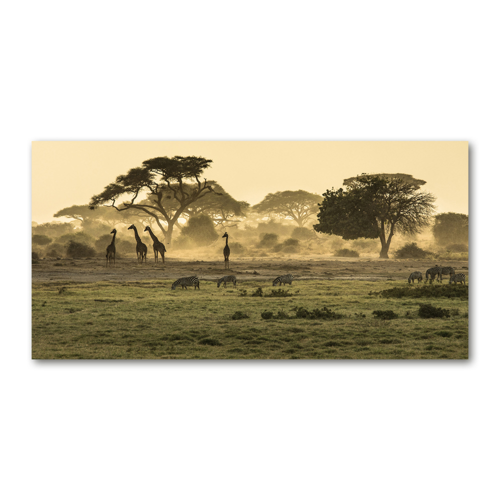 Tableau sur verre acrylique Girafes dans la savane