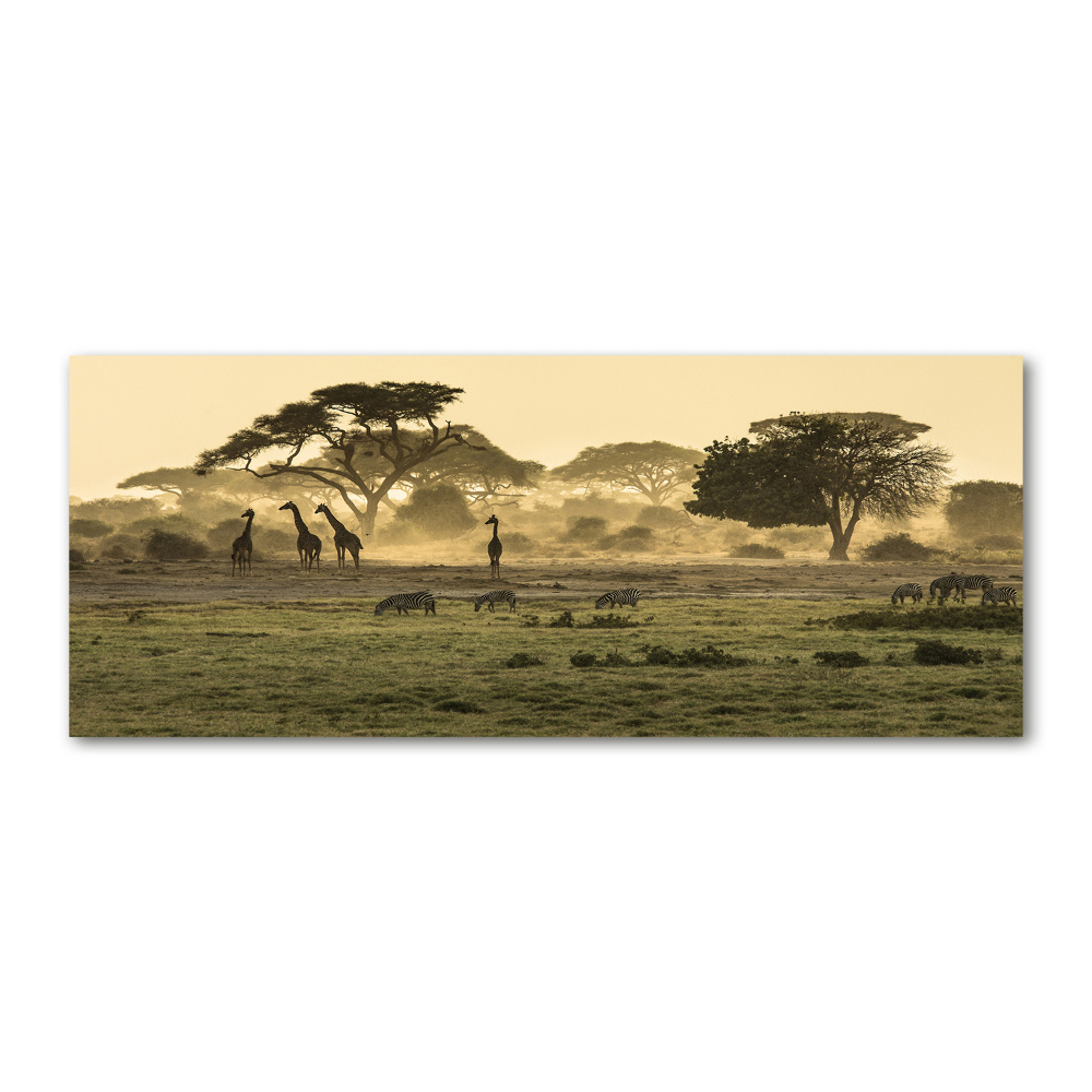 Tableau sur verre acrylique Girafes dans la savane