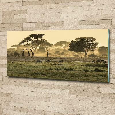 Tableau sur verre acrylique Girafes dans la savane