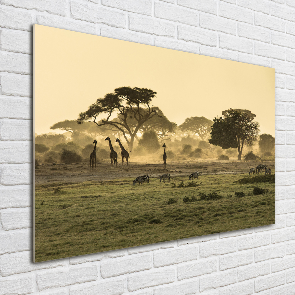 Tableau sur verre acrylique Girafes dans la savane