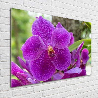 Tableau verre acrylique Fleur d'orchidée