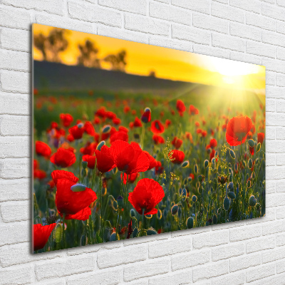 Tableau en acrylique Champ de coquelicots