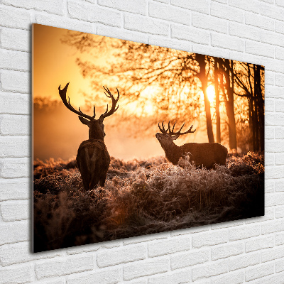 Tableau sur verre acrylique Cerf à l'est