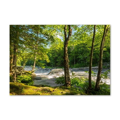 Tableau sur verre acrylique Rivière dans la forêt