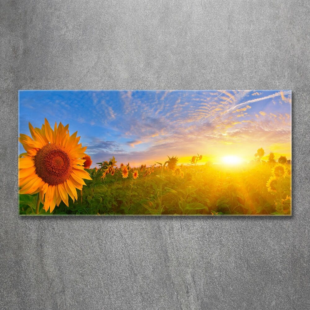 Tableau sur verre acrylique Champ de tournesols