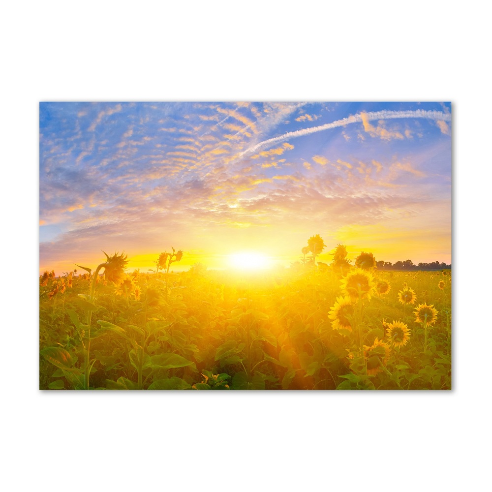 Tableau sur verre acrylique Champ de tournesols