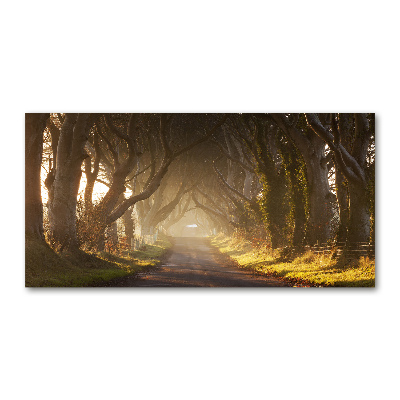 Tableau verre acrylique Brume dans la forêt