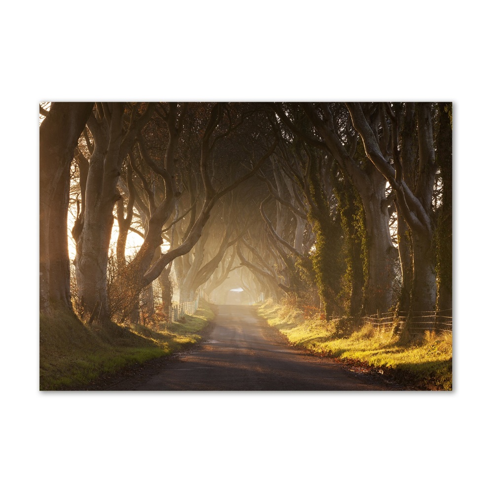 Tableau verre acrylique Brume dans la forêt