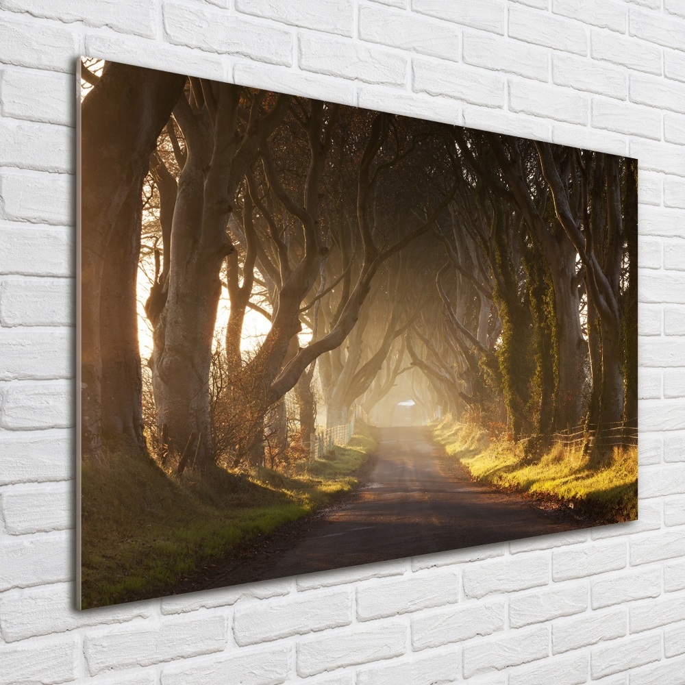 Tableau verre acrylique Brume dans la forêt