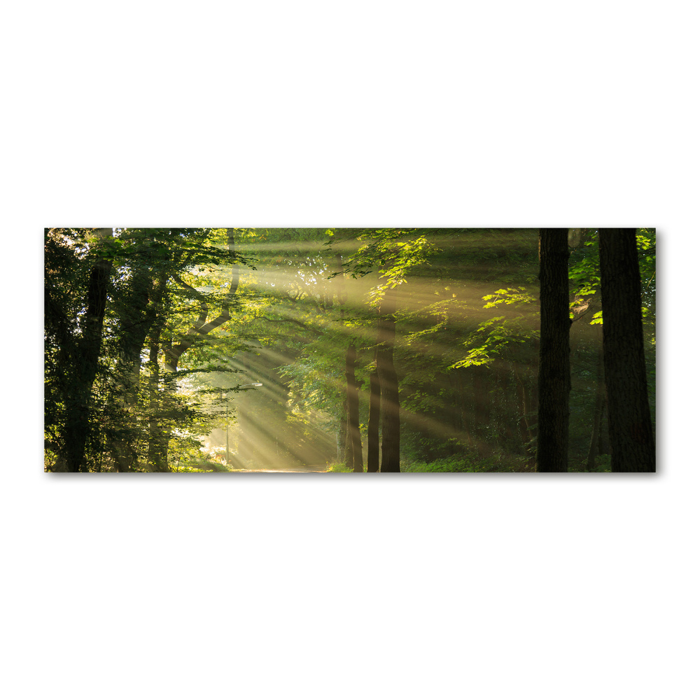 Tableau verre acrylique La forêt sous le soleil