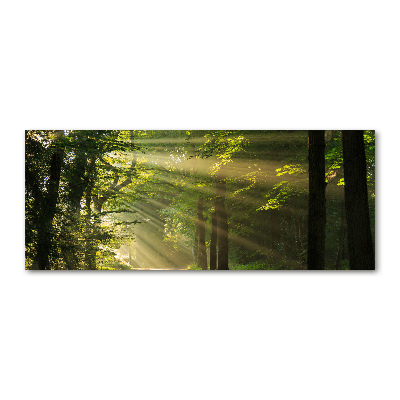 Tableau verre acrylique La forêt sous le soleil