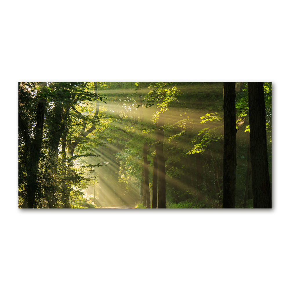 Tableau verre acrylique La forêt sous le soleil