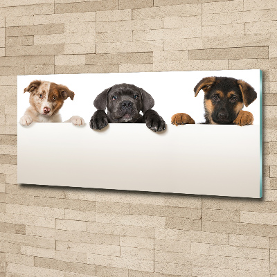 Tableau en acrylique Trois chiots