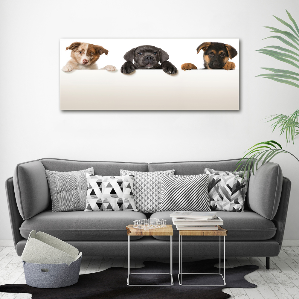 Tableau en acrylique Trois chiots