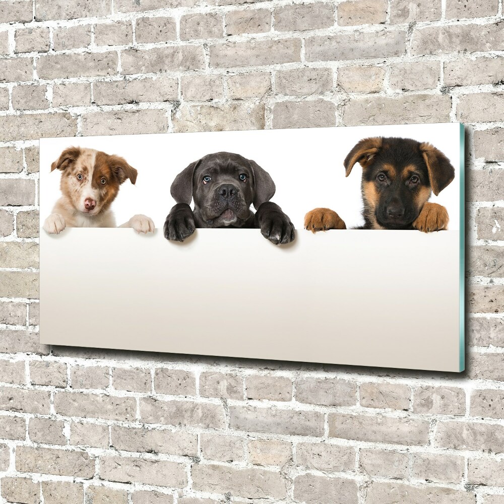 Tableau en acrylique Trois chiots