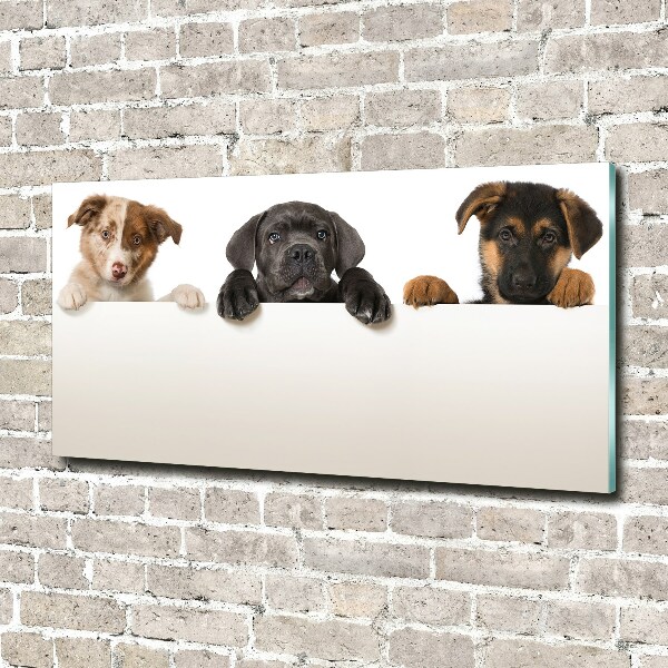 Tableau en acrylique Trois chiots