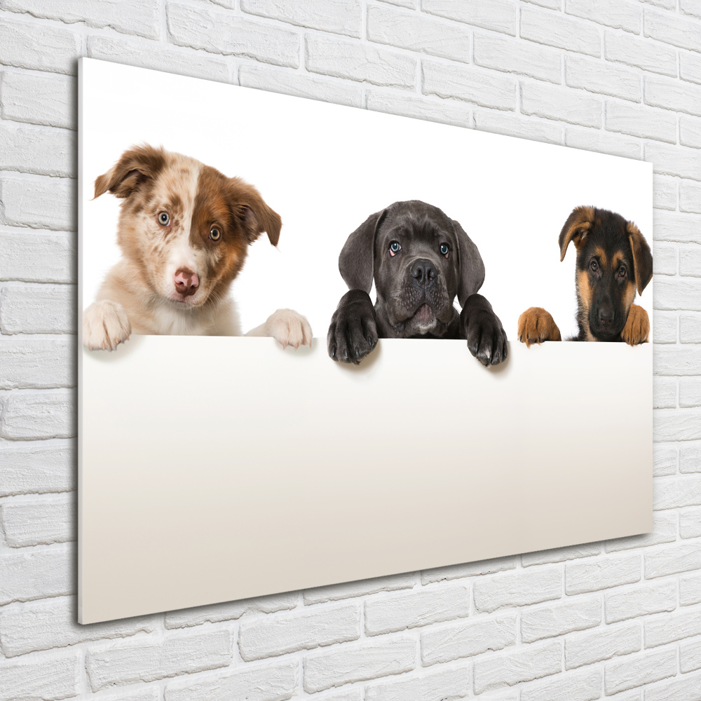 Tableau en acrylique Trois chiots