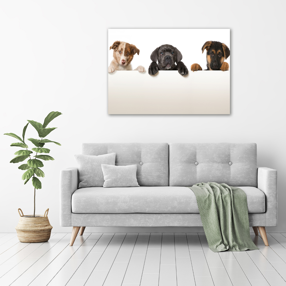 Tableau en acrylique Trois chiots