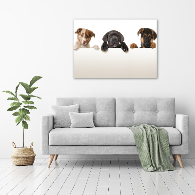 Tableau en acrylique Trois chiots