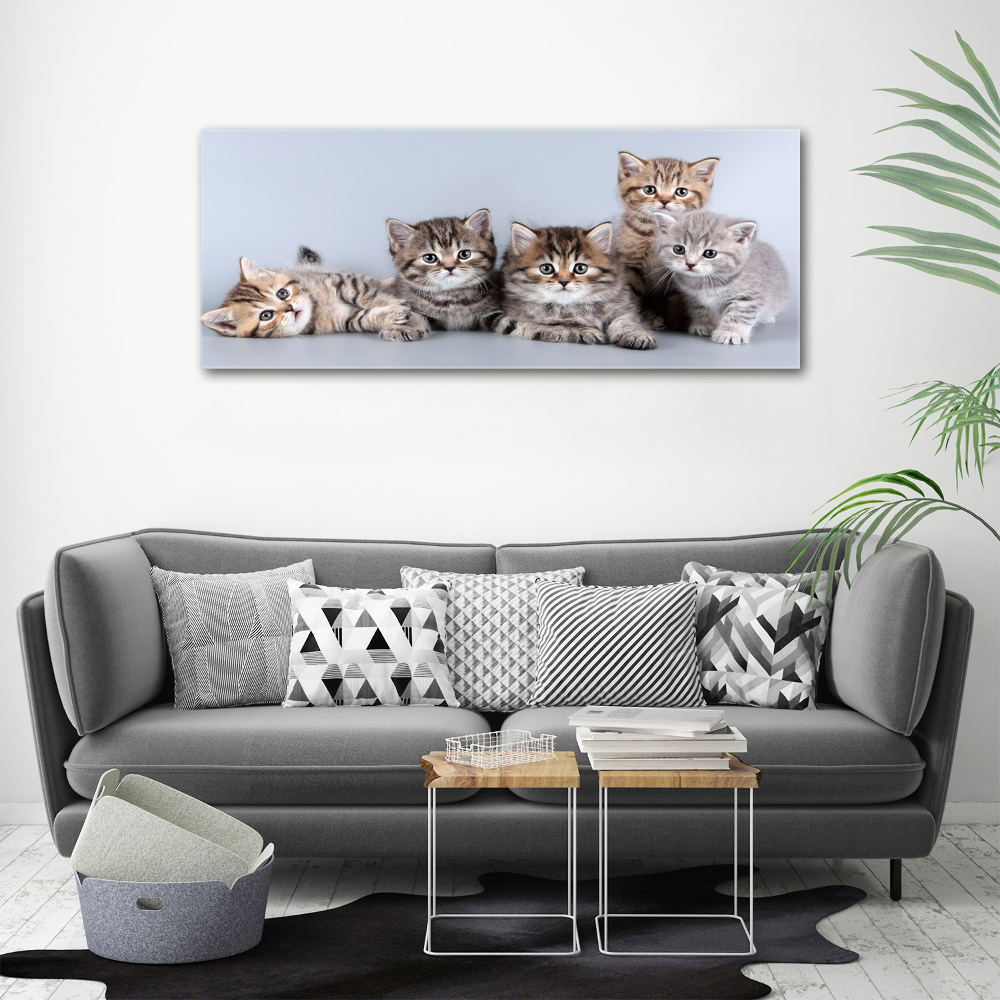 Tableau en acrylique Cinq chats