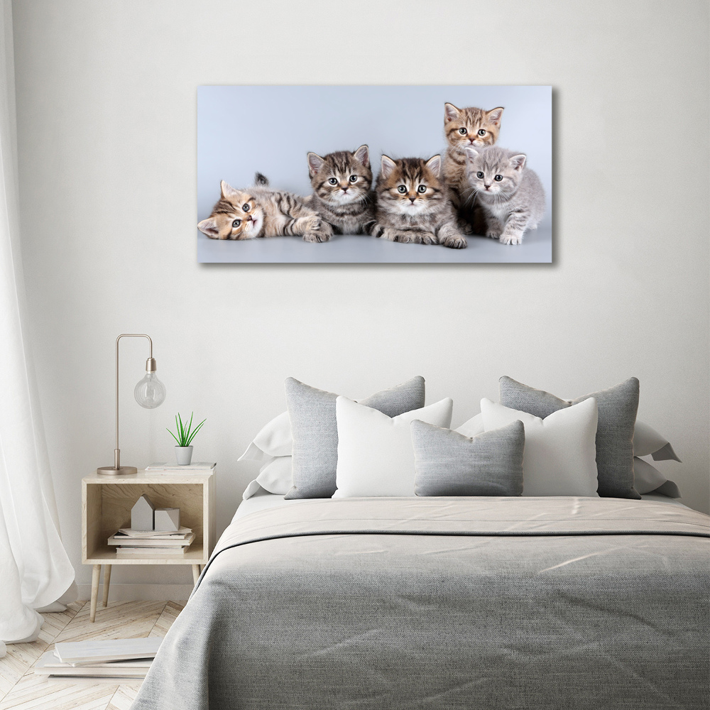 Tableau en acrylique Cinq chats