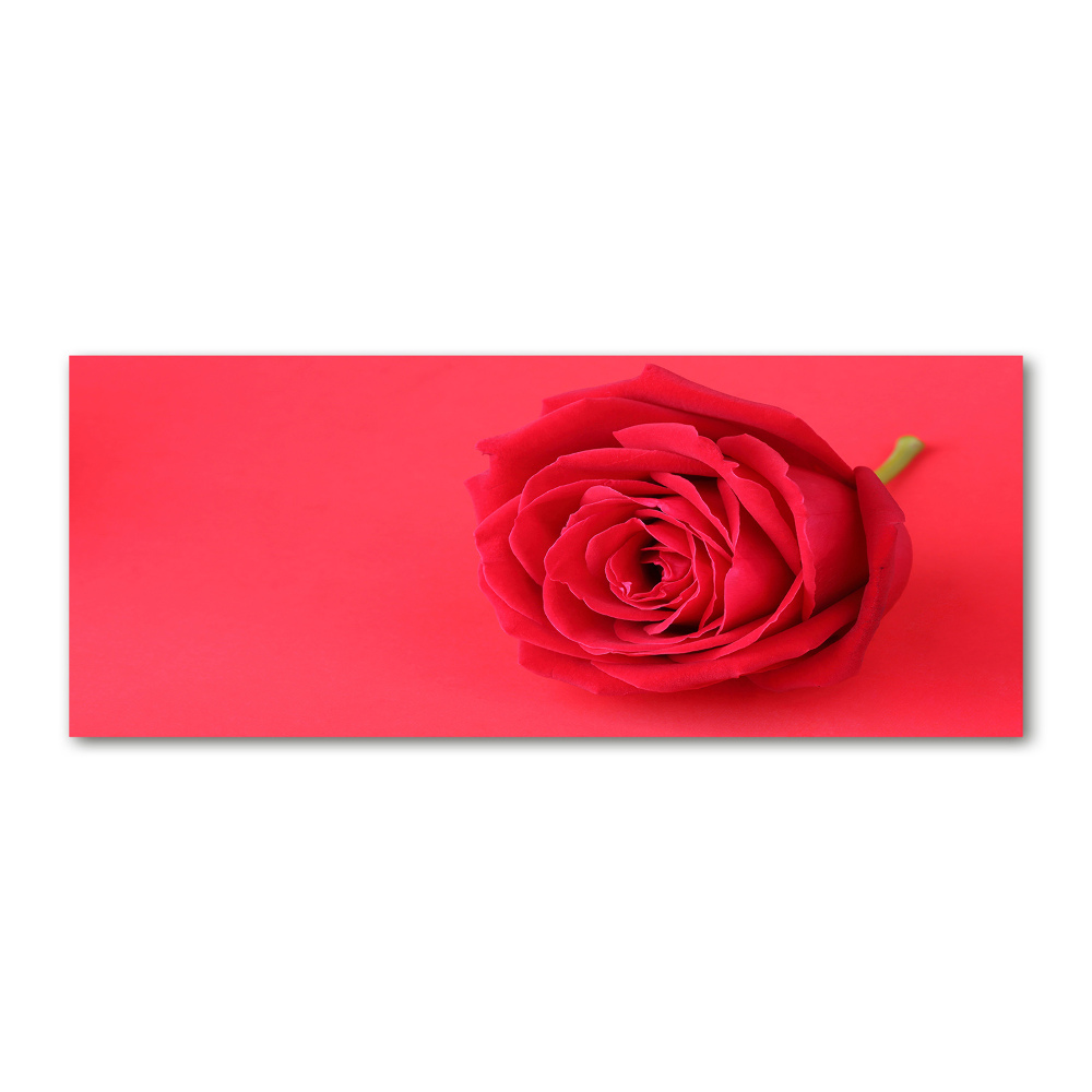 Tableau verre acrylique Rose rouge