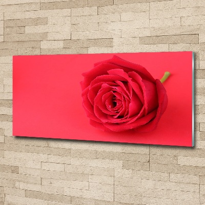 Tableau verre acrylique Rose rouge