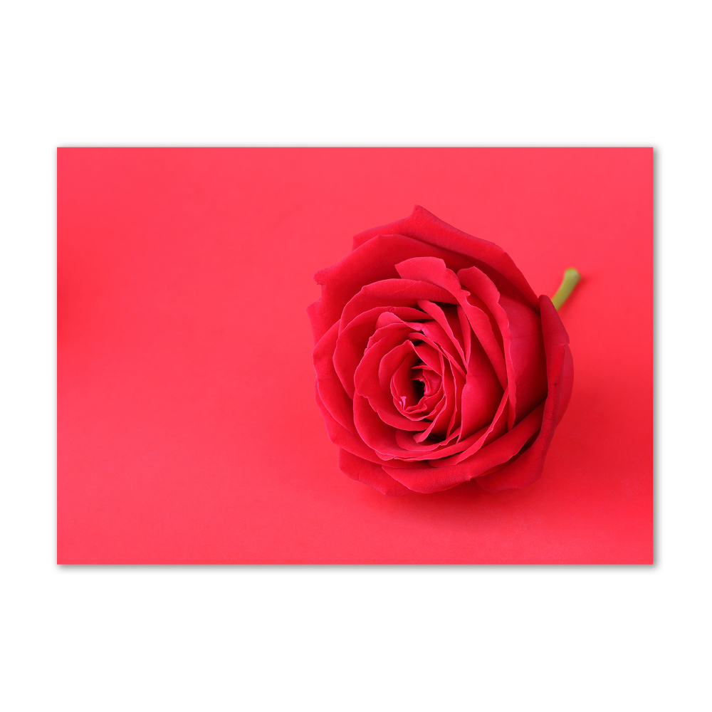 Tableau verre acrylique Rose rouge