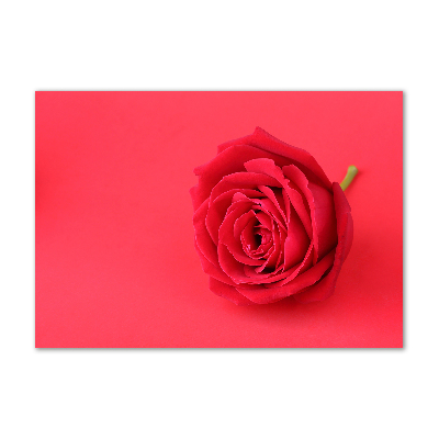 Tableau verre acrylique Rose rouge