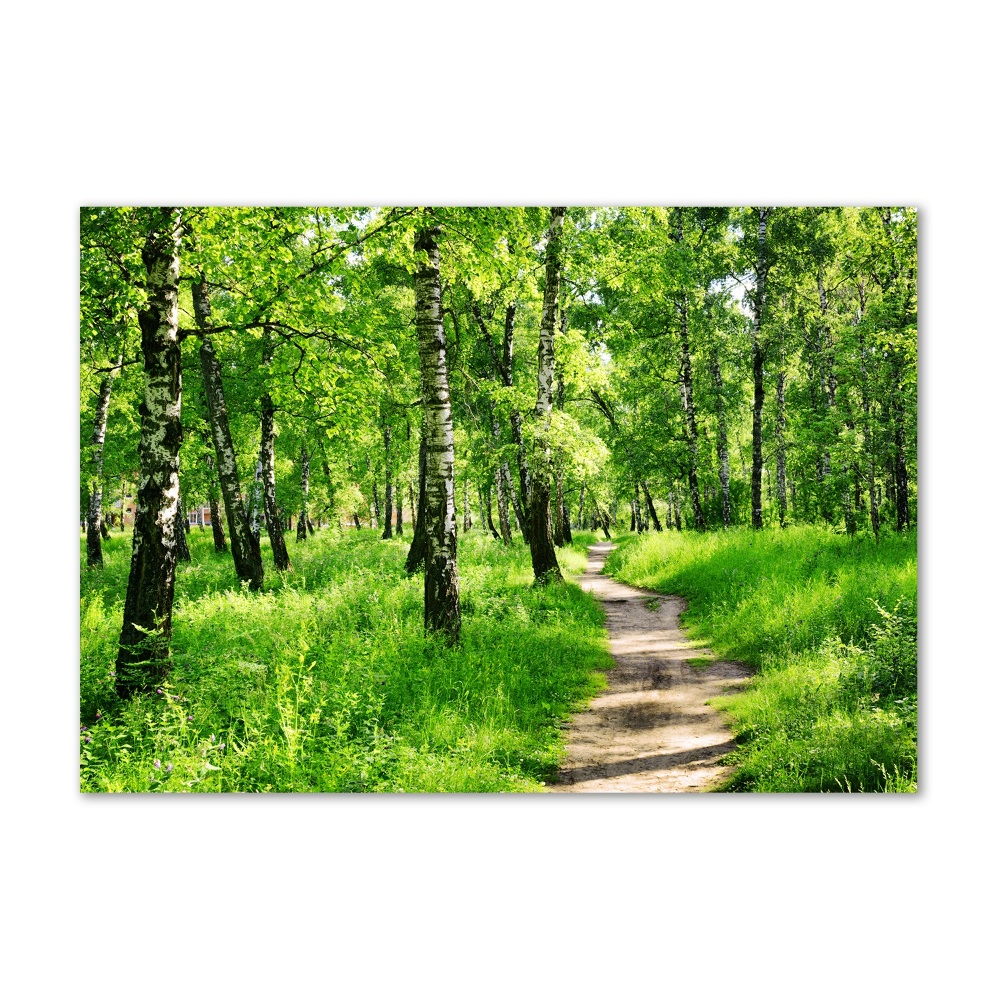 Acrylique tableau Forêt de bouleaux