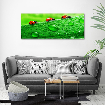 Acrylique tableau Coccinelles sur l'herbe