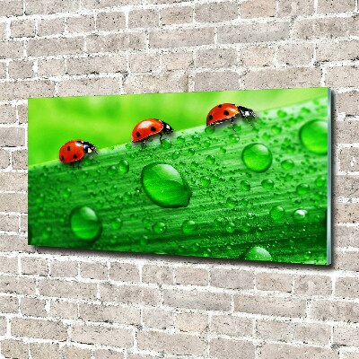 Acrylique tableau Coccinelles sur l'herbe