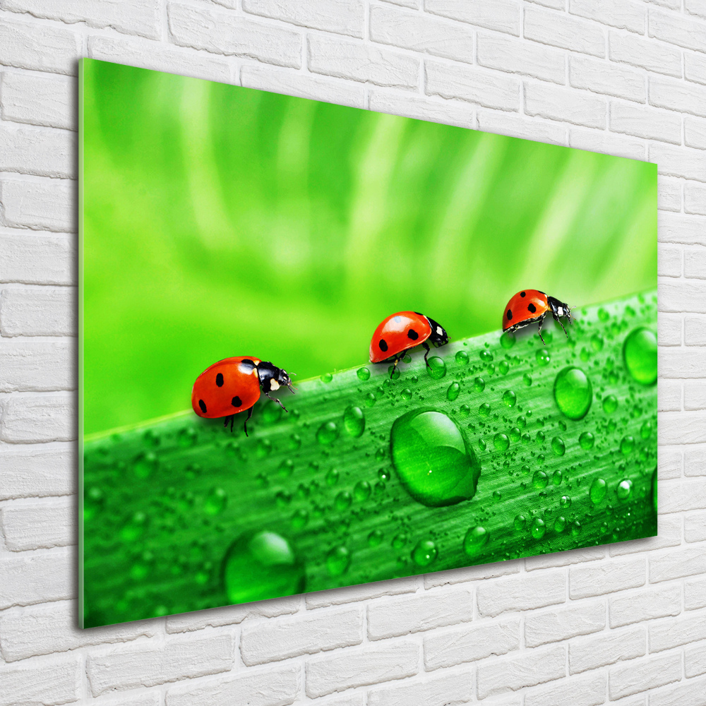 Acrylique tableau Coccinelles sur l'herbe