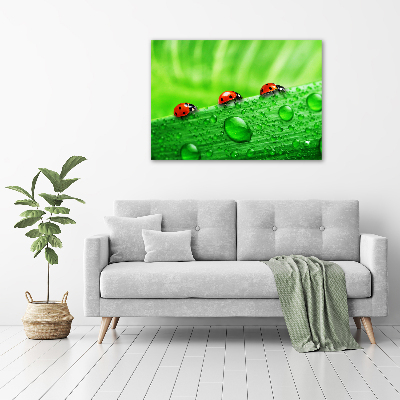 Acrylique tableau Coccinelles sur l'herbe