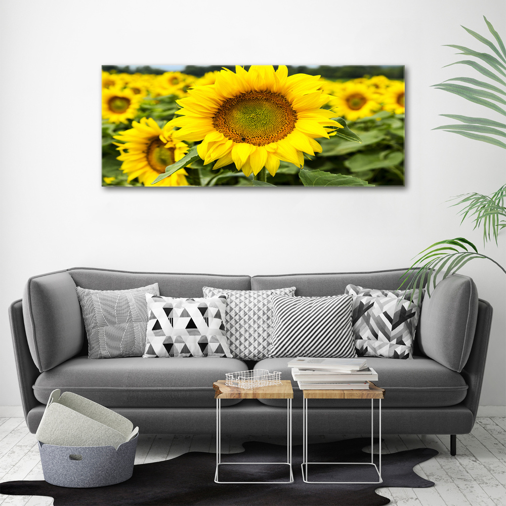 Tableau verre acrylique Champ de tournesols