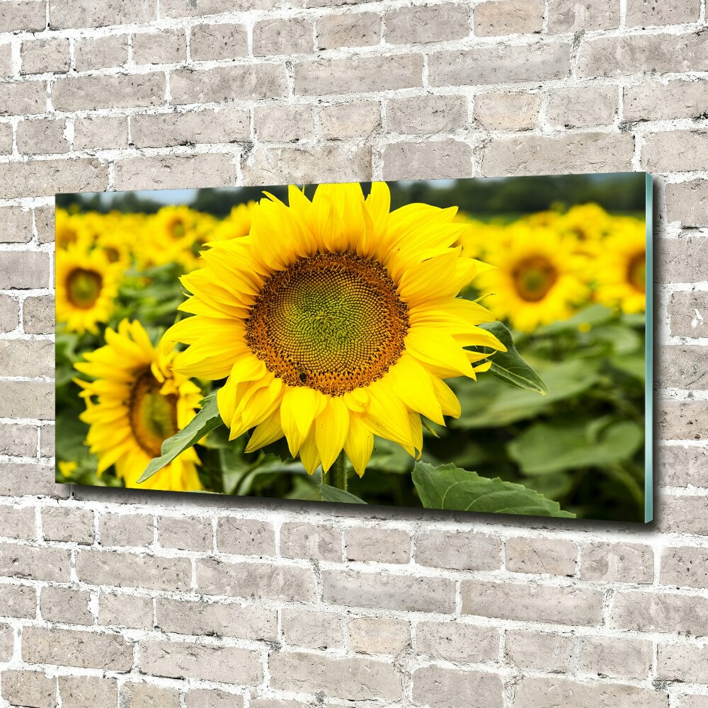 Tableau verre acrylique Champ de tournesols