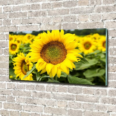 Tableau verre acrylique Champ de tournesols