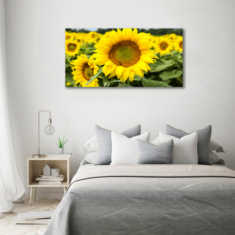 Tableau verre acrylique Champ de tournesols