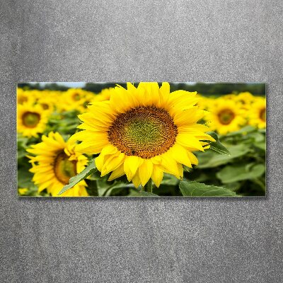 Tableau verre acrylique Champ de tournesols