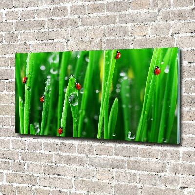 Tableau en acrylique Coccinelles sur l'herbe