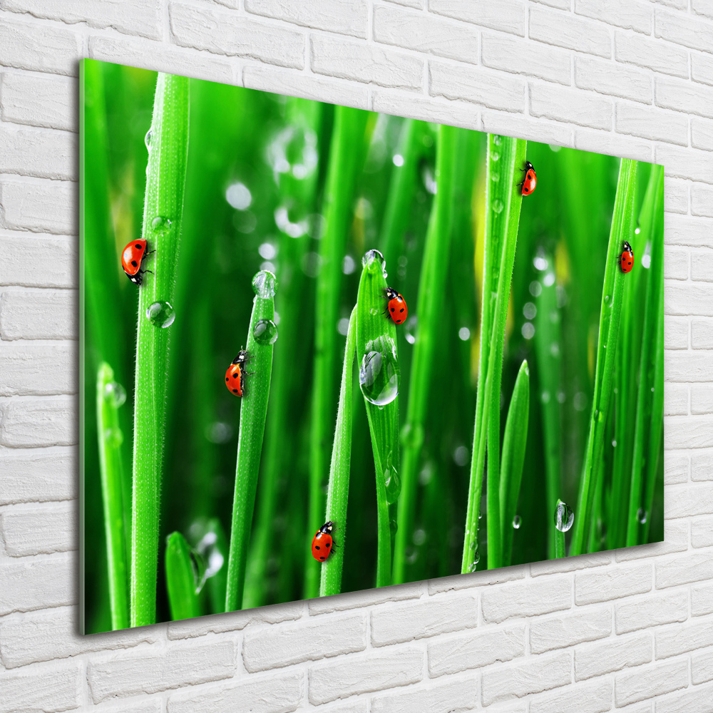 Tableau en acrylique Coccinelles sur l'herbe