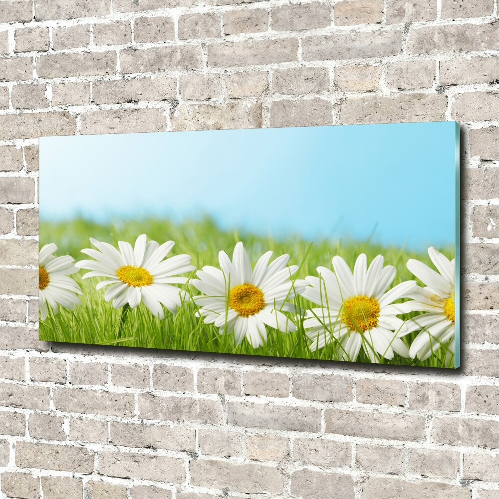 Tableau en acrylique Marguerites