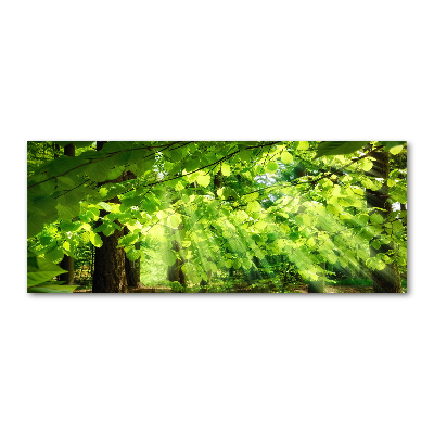 Tableau sur verre acrylique Feuilles de hêtre