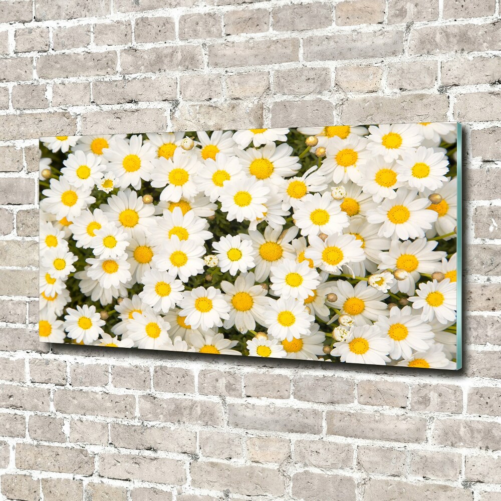 Tableau verre acrylique Marguerites