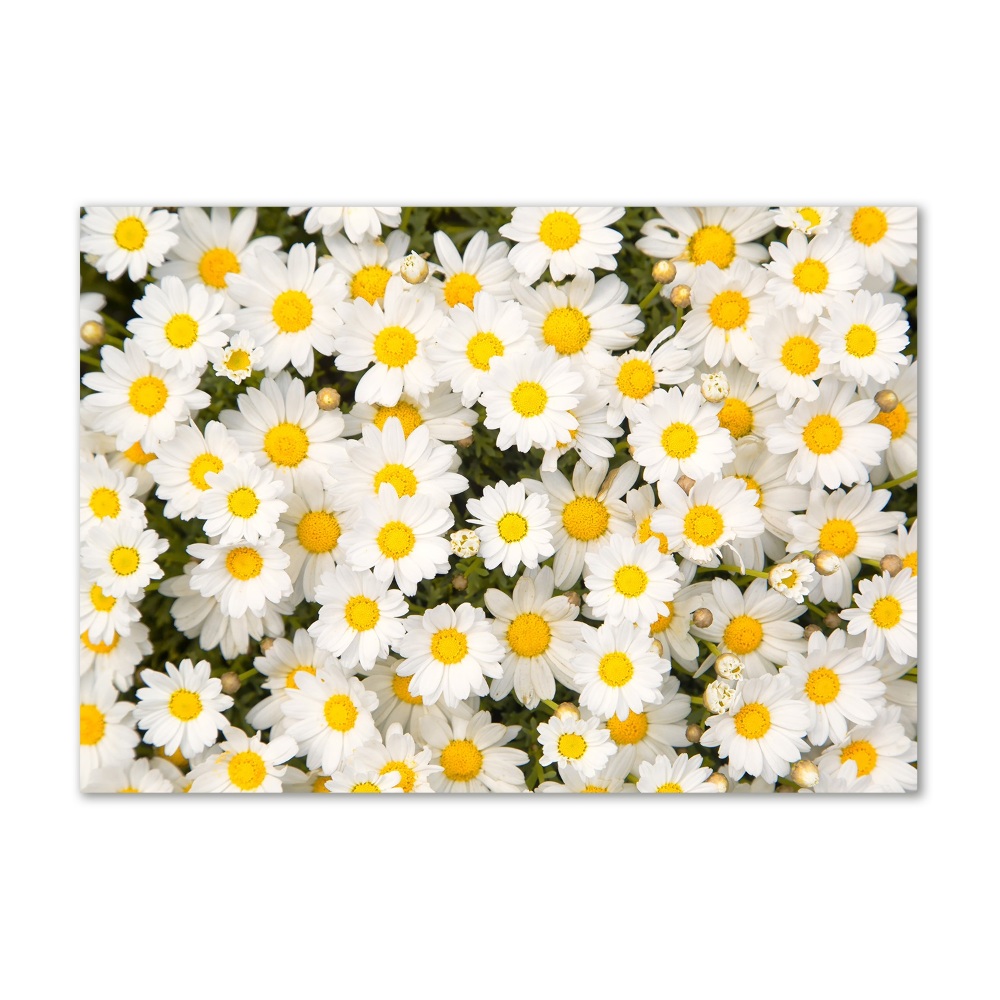 Tableau verre acrylique Marguerites