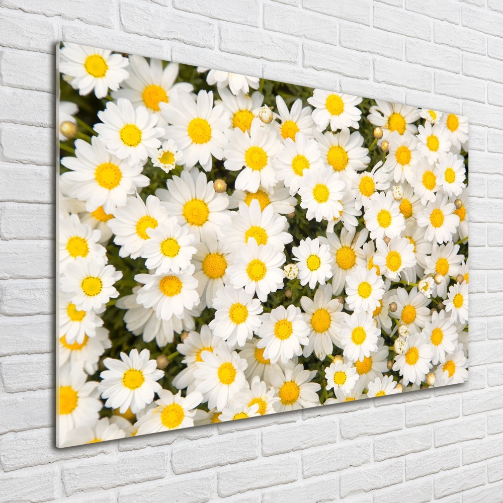 Tableau verre acrylique Marguerites