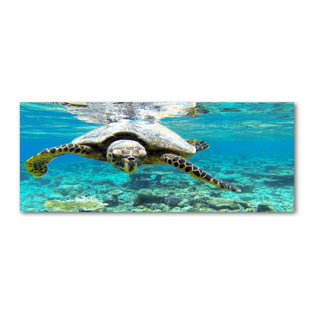 Acrylique tableau Tortue de mer