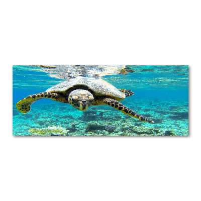 Acrylique tableau Tortue de mer